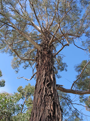 APII jpeg image of Eucalyptus badjensis  © contact APII