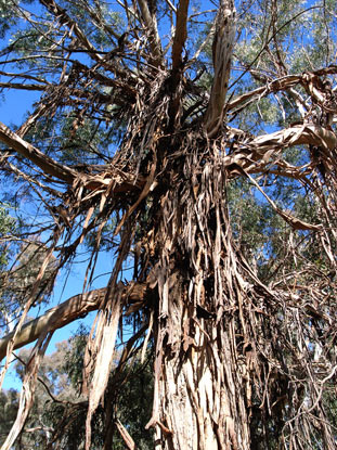 APII jpeg image of Eucalyptus nitens  © contact APII