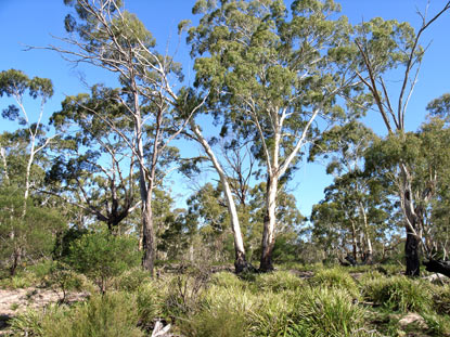 APII jpeg image of Eucalyptus viminalis  © contact APII