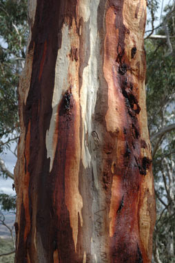 APII jpeg image of Eucalyptus rossii  © contact APII