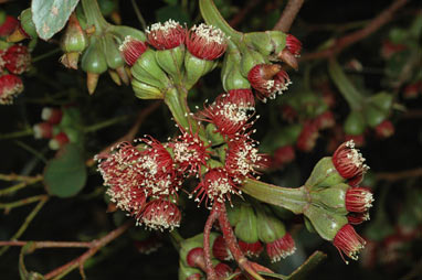 APII jpeg image of Eucalyptus utilis  © contact APII