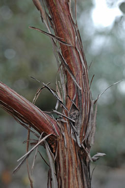 APII jpeg image of Eucalyptus orbifolia  © contact APII