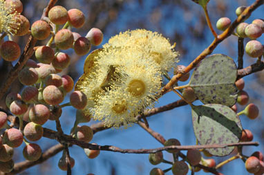 APII jpeg image of Eucalyptus websteriana  © contact APII