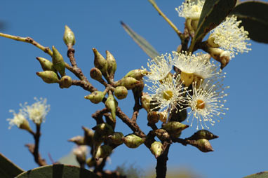 APII jpeg image of Eucalyptus petrensis  © contact APII