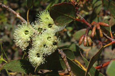 APII jpeg image of Eucalyptus grossa  © contact APII