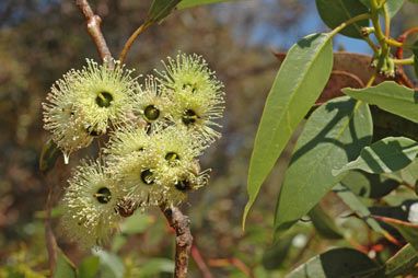 APII jpeg image of Eucalyptus grossa  © contact APII