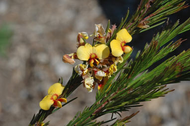 APII jpeg image of Dillwynia elegans  © contact APII