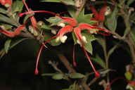 Grevillea tripartita subsp. macrostylis