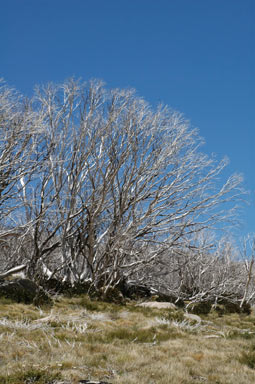 APII jpeg image of Eucalyptus pauciflora  © contact APII