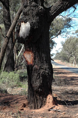 APII jpeg image of Eucalyptus sideroxylon  © contact APII