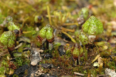 APII jpeg image of Asterella drummondii  © contact APII