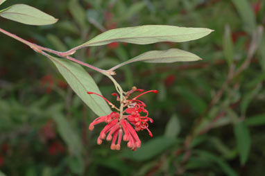 APII jpeg image of Grevillea epicroca  © contact APII