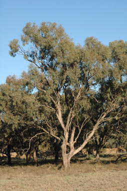 APII jpeg image of Eucalyptus largiflorens  © contact APII