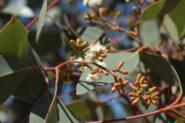 APII jpeg image of Eucalyptus behriana  © contact APII