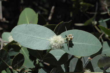 APII jpeg image of Eucalyptus neglecta  © contact APII