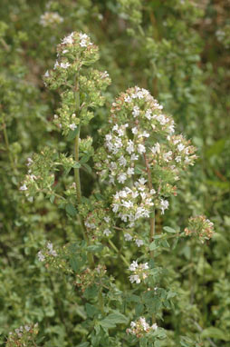 APII jpeg image of Origanum vulgare  © contact APII