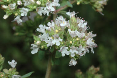 APII jpeg image of Origanum vulgare  © contact APII