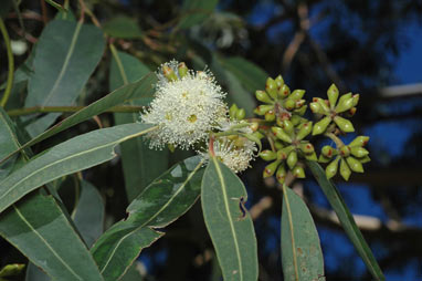 APII jpeg image of Eucalyptus saligna  © contact APII