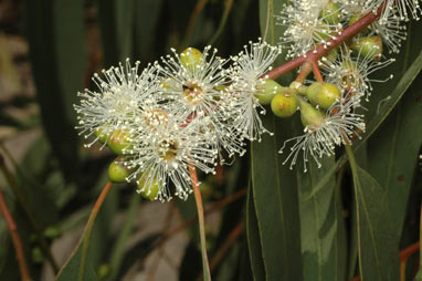 APII jpeg image of Eucalyptus bridgesiana  © contact APII