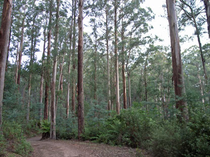 APII jpeg image of Eucalyptus regnans  © contact APII