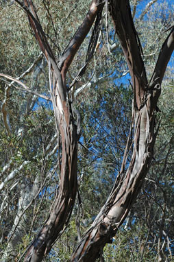 APII jpeg image of Eucalyptus albopurpurea  © contact APII