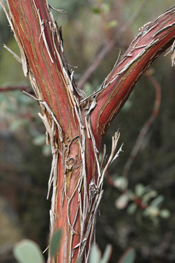 APII jpeg image of Eucalyptus websteriana  © contact APII