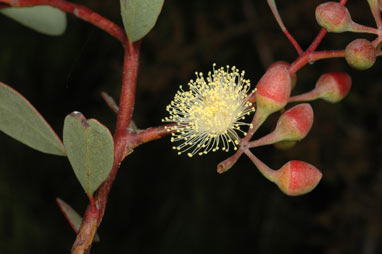 APII jpeg image of Eucalyptus websteriana  © contact APII