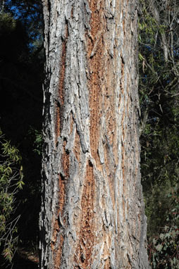 APII jpeg image of Eucalyptus bridgesiana  © contact APII