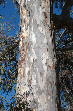 APII jpeg image of Eucalyptus parramattensis  © contact APII