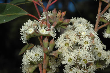 APII jpeg image of Eucalyptus tindaliae  © contact APII