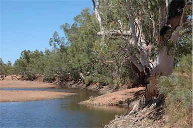 APII jpeg image of Eucalyptus camaldulensis  © contact APII