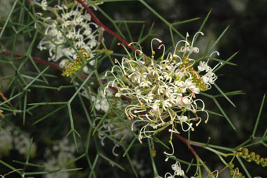 APII jpeg image of Grevillea asparagoides  © contact APII