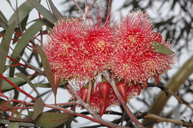 APII jpeg image of Eucalyptus erythronema var. erythronema  © contact APII