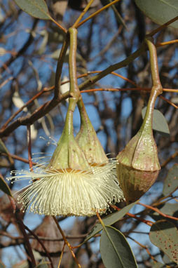 APII jpeg image of Eucalyptus pyriformis  © contact APII