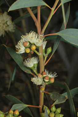 APII jpeg image of Eucalyptus diversifolia  © contact APII