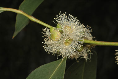 APII jpeg image of Eucalyptus kitsoniana  © contact APII