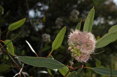 APII jpeg image of Eucalyptus albopurpurea  © contact APII