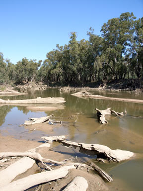 APII jpeg image of Eucalyptus camaldulensis  © contact APII