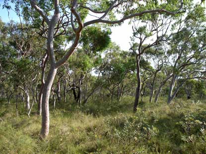 APII jpeg image of Eucalyptus haemastoma  © contact APII