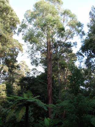 APII jpeg image of Eucalyptus regnans  © contact APII