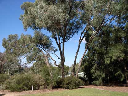 APII jpeg image of Eucalyptus bridgesiana  © contact APII