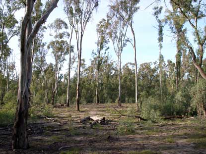 APII jpeg image of Eucalyptus camaldulensis  © contact APII