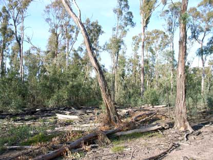 APII jpeg image of Eucalyptus camaldulensis  © contact APII