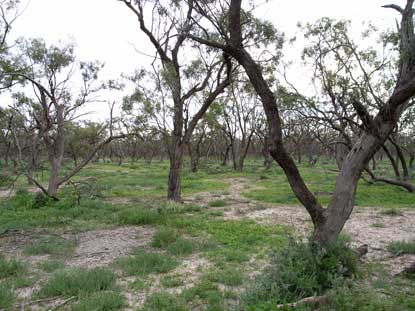 APII jpeg image of Eucalyptus largiflorens  © contact APII