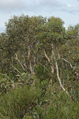 APII jpeg image of Eucalyptus racemosa subsp. racemosa  © contact APII