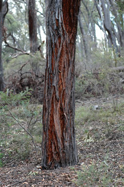 APII jpeg image of Eucalyptus macrorhyncha  © contact APII