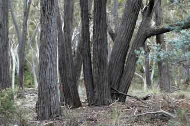 APII jpeg image of Eucalyptus macrorhyncha  © contact APII