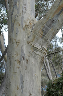 APII jpeg image of Eucalyptus rossii  © contact APII