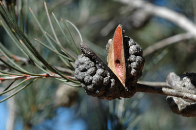 APII jpeg image of Hakea macrorrhyncha  © contact APII