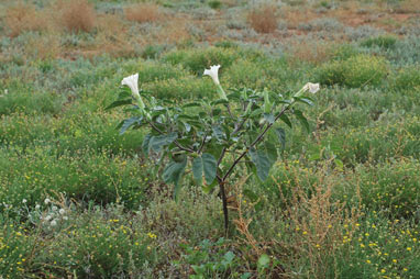 APII jpeg image of Datura inoxia  © contact APII